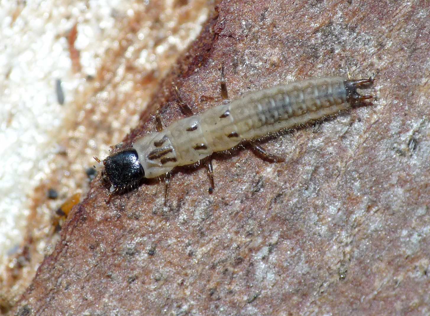 Larva di Malachiidae